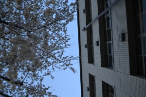 桜と中学棟